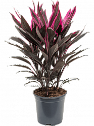 Cordyline fruticosa